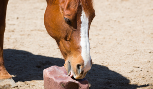 Are licks beneficial for your horse?