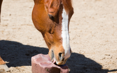 Are salt licks beneficial for your horse?