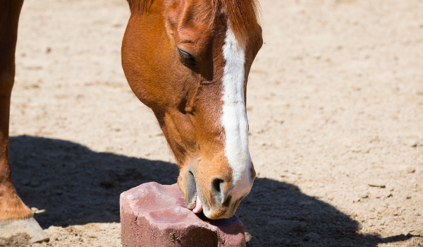 Are salt licks beneficial for your horse?