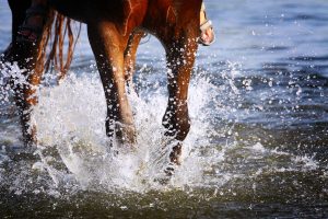 Electrolytes for horses