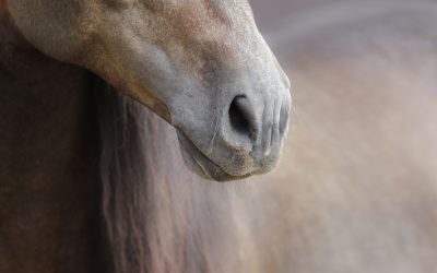 Beschermd: Alles over de ademhaling van je paard