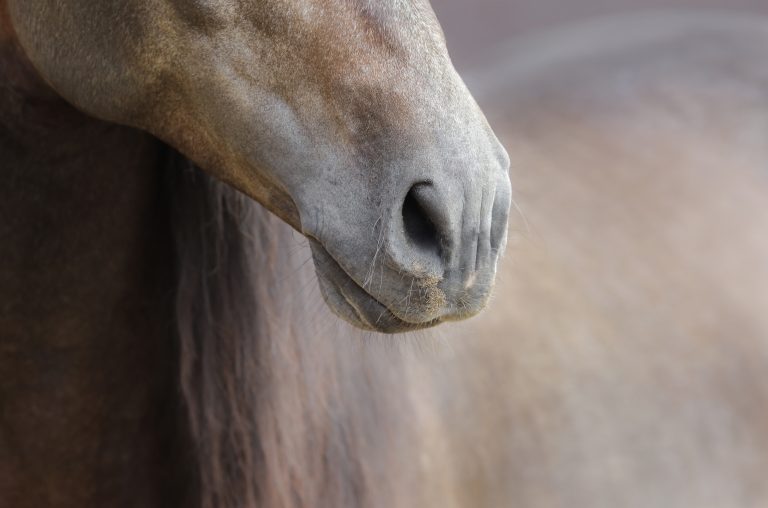 ademhalingsstelsel van het paard