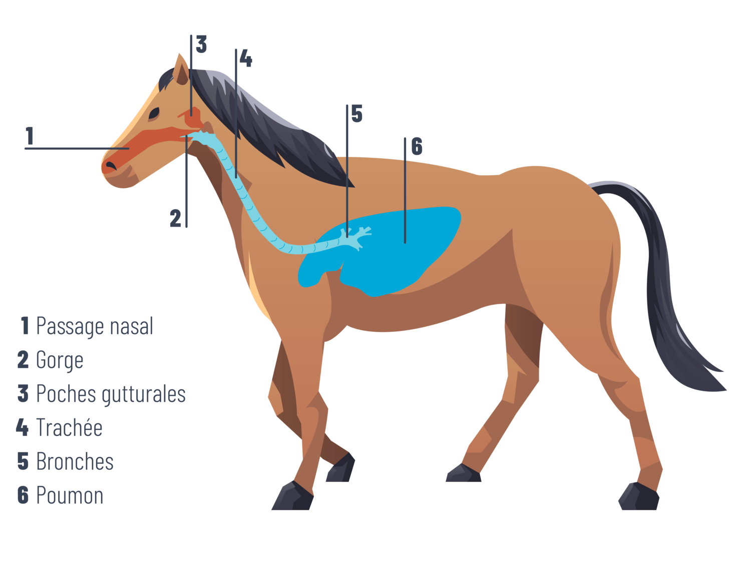 Appareil respiratoire - Une mécanique indispensable au métabolisme  énergétique du cheval - Au Coeur des Chevaux par WebEquitation®