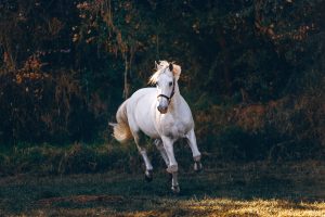How can you support your horse's digestion?