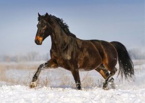 Soins aux chevaux pendant l'hiver