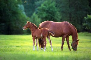 Nutritional-Support-Foal