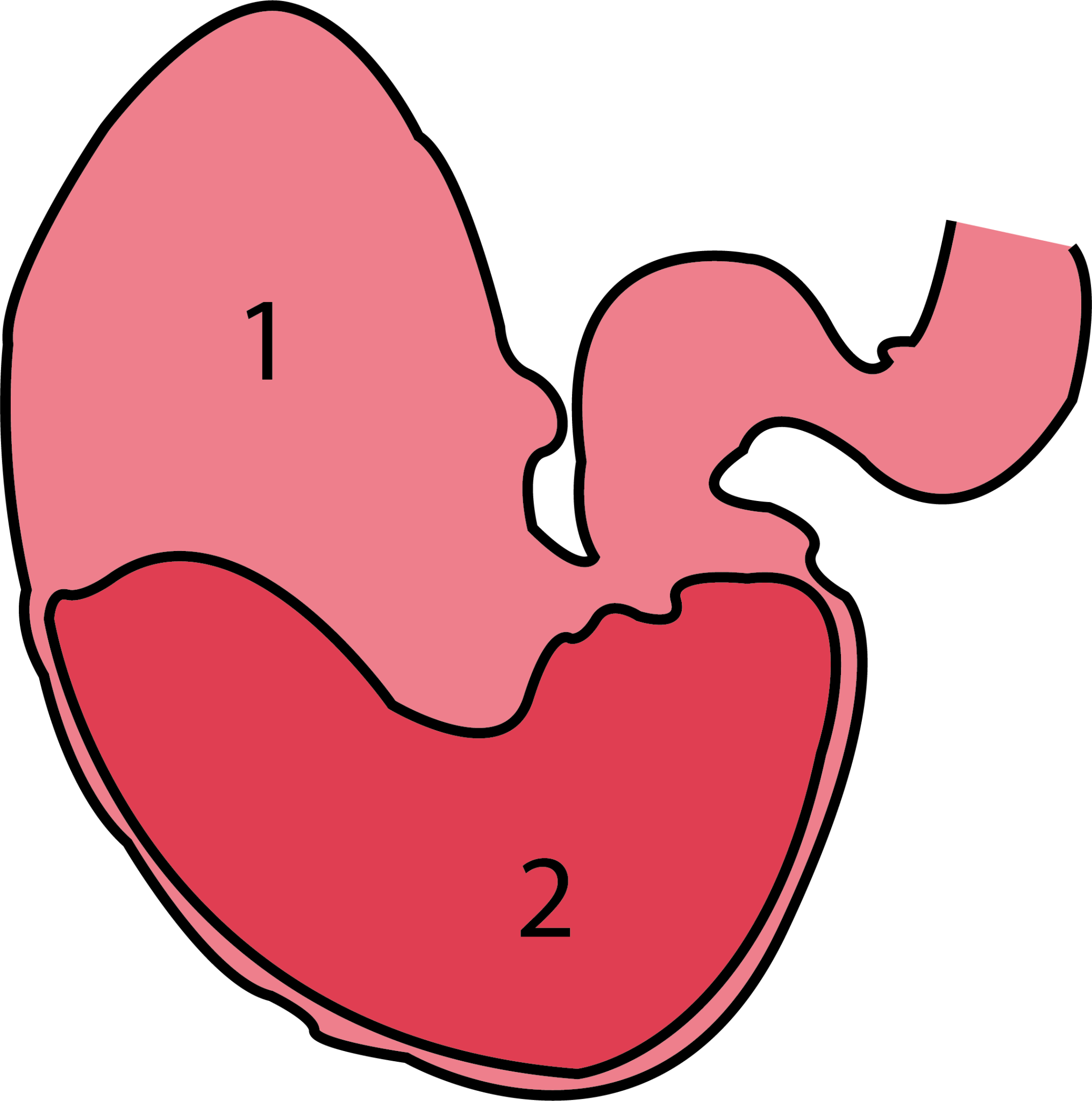 Stomach ulcers in horses - Global Medics