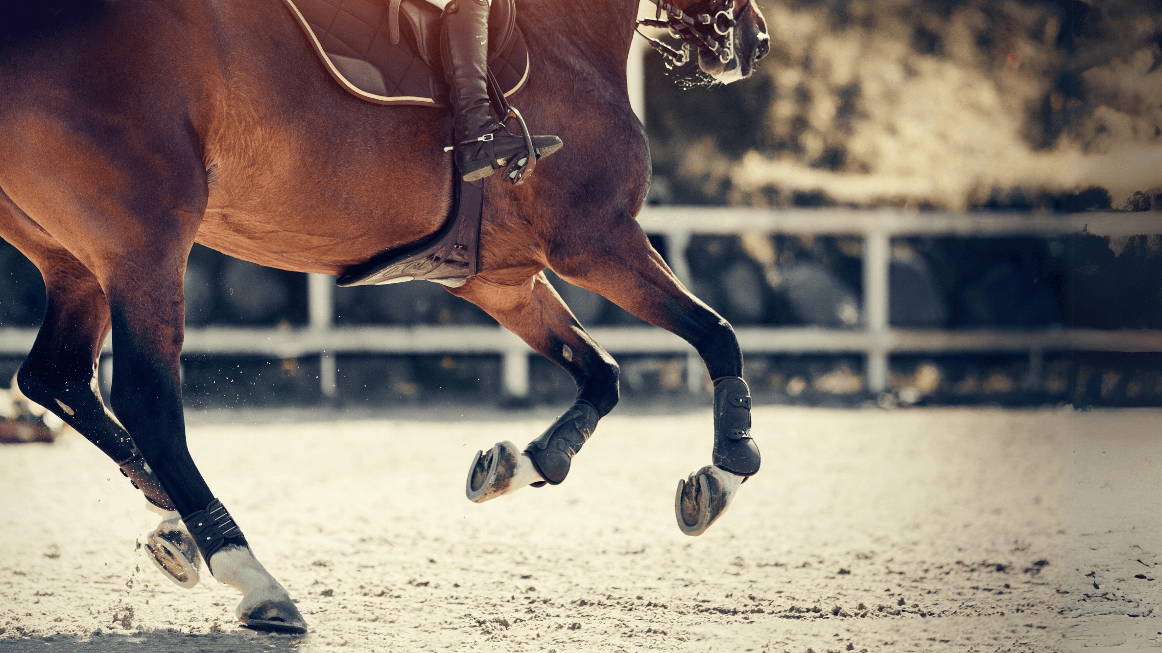 OCD-in-sport-horses