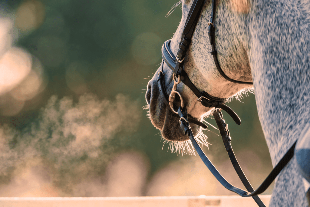 Atmung Pferd Unterstützung Herbst