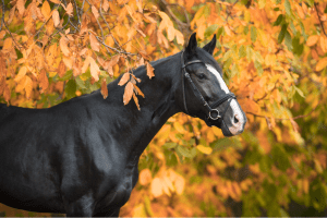 Les compléments alimentaires pour chevaux favorisent l'automne