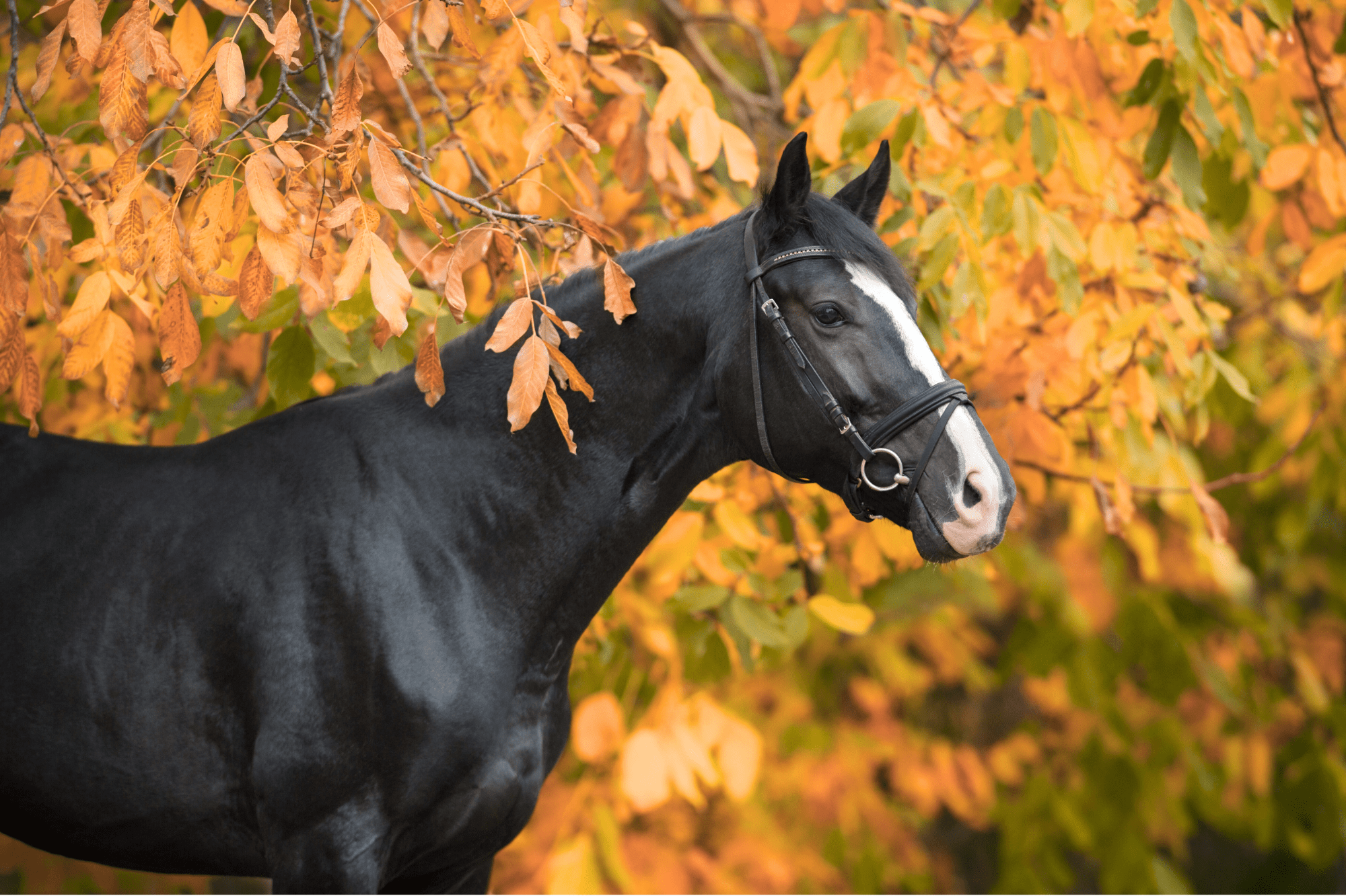 Les compléments alimentaires pour chevaux favorisent l'automne