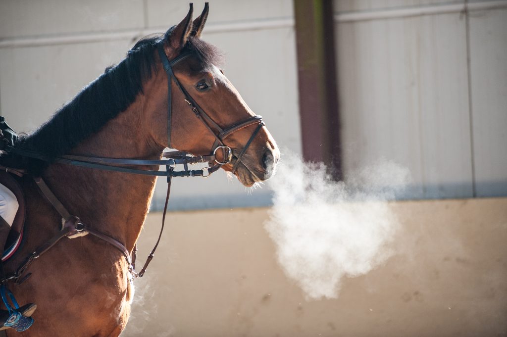 horse winter breathing