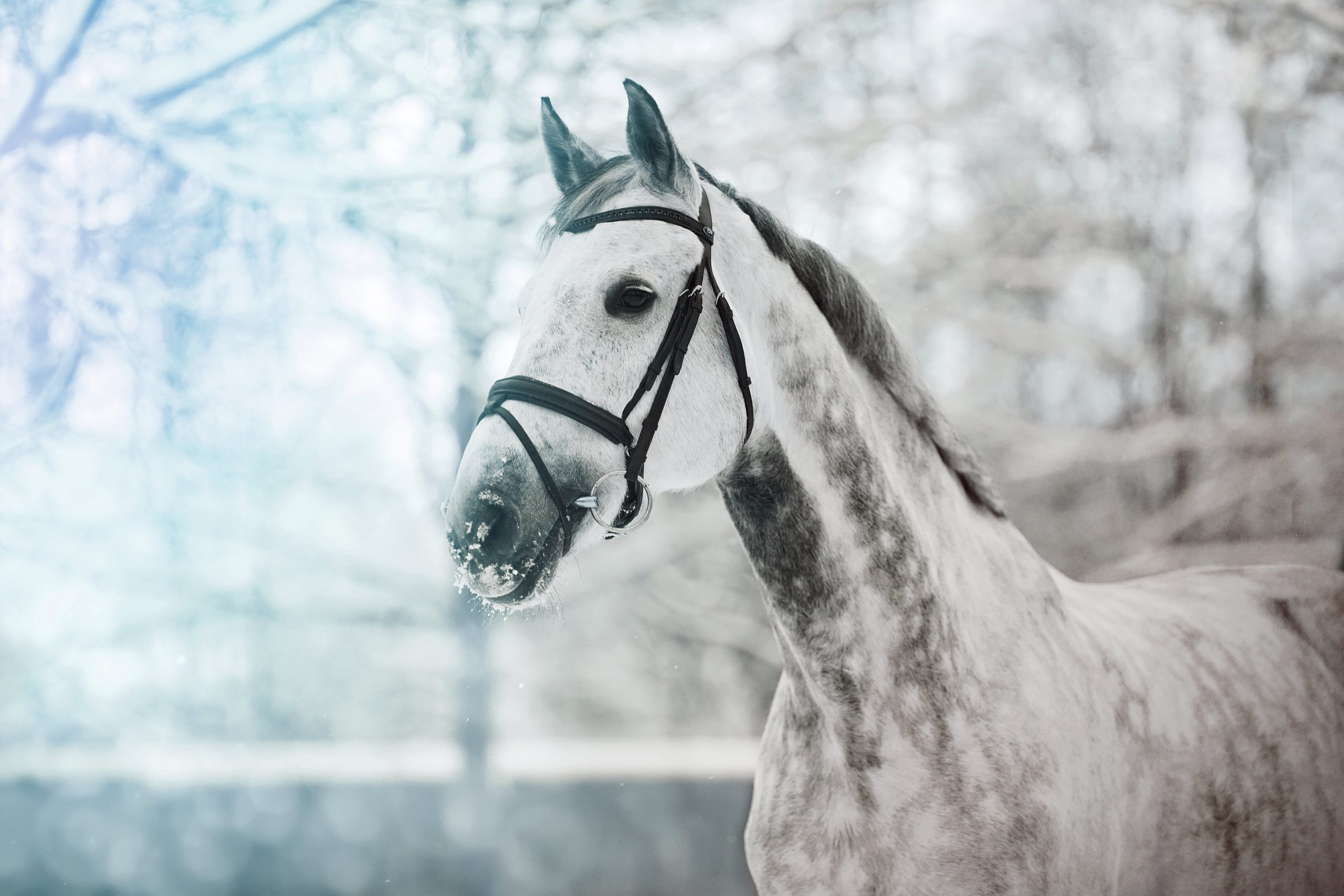 paard gezond winter